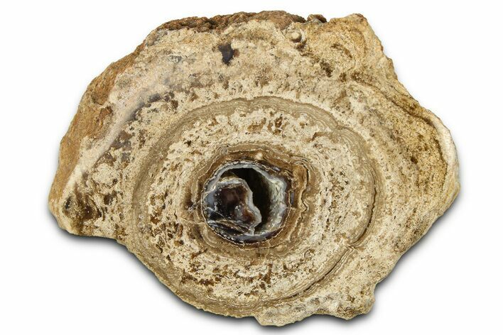 Polished Fossil Stromatolite Colony on Petrified Wood - Utah #365906